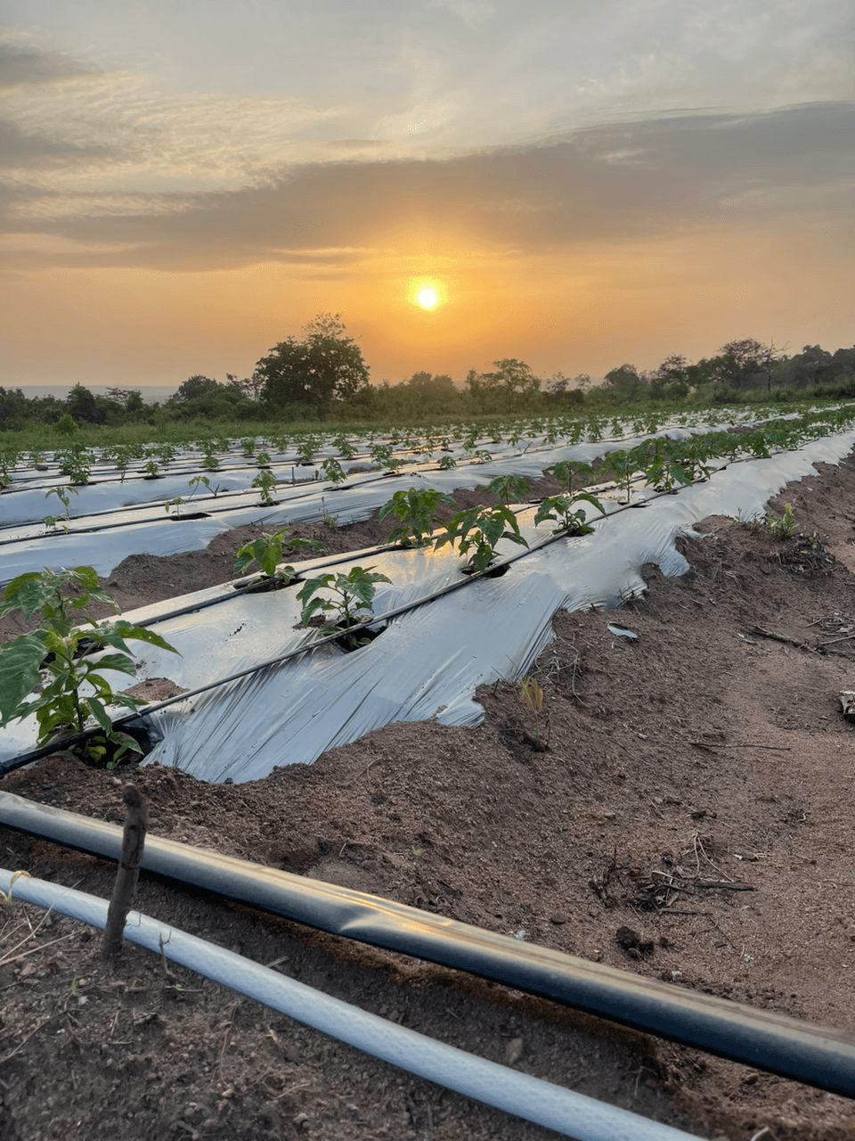 Obodom Integrated Farms fields